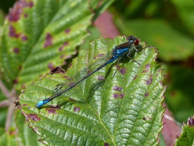 Small Red-eyed Damselfly (Dave Wright)
