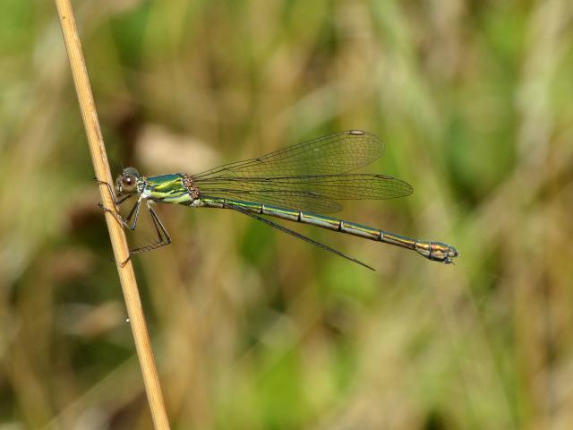 Willow Emerald (Dave Wright)