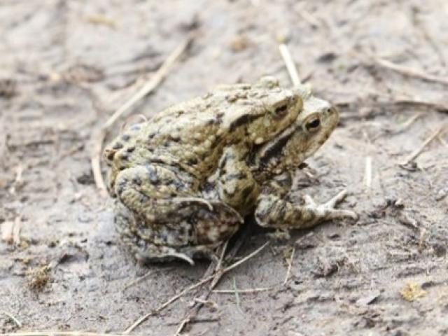 Common Toad male clings on to female ready and waiting to fertilise her eggs as soon as she releases them