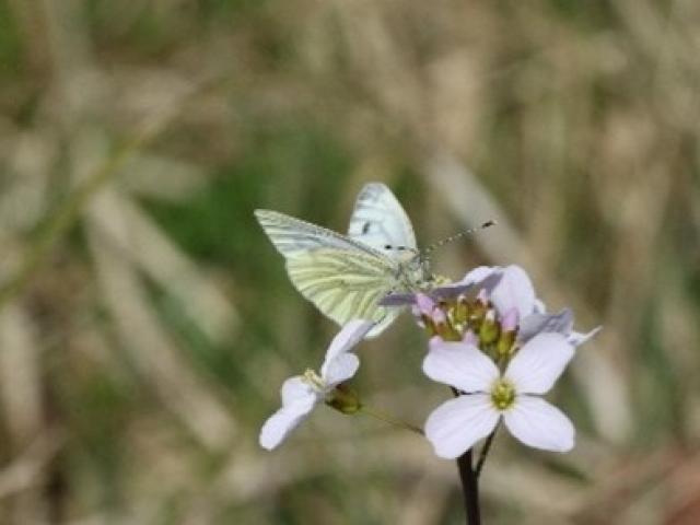 Green-veined White butterfly nectaring on Cuckoo Flower; Photo credit: Graham Smith