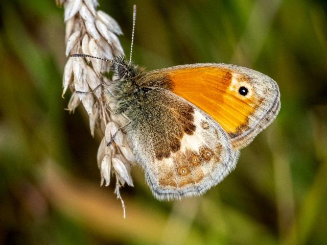 Small Heath (Mike Pickwell) 