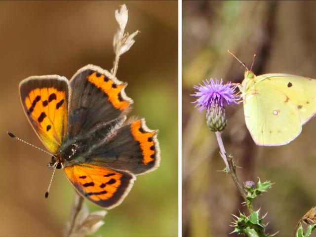 Small Copper & Clouded Yellow