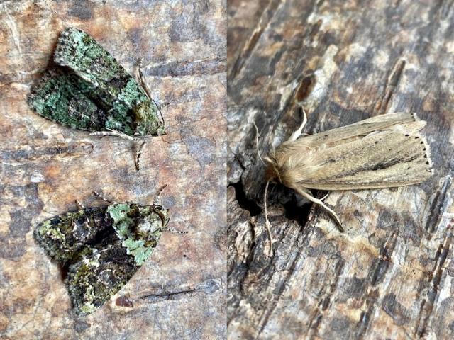 Tree-lichen Beauty (left) and Webb's Wainscot (Andy Sims)