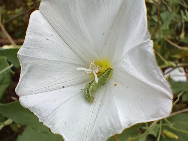 19M White Plume Moth Caterpillar Ann Greenizan