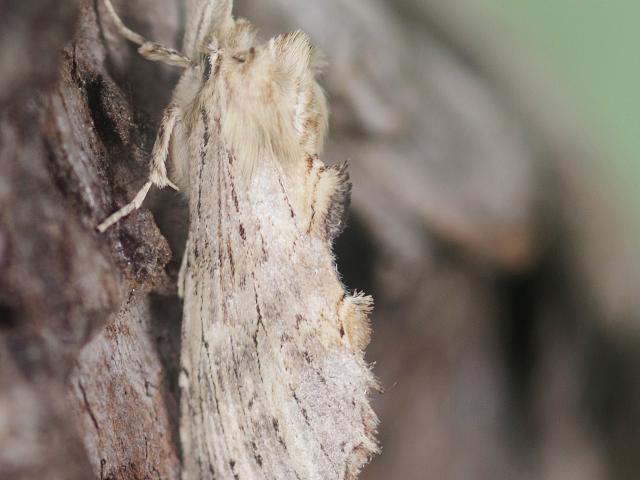 23M Pale Prominent Moth Tony Duffey