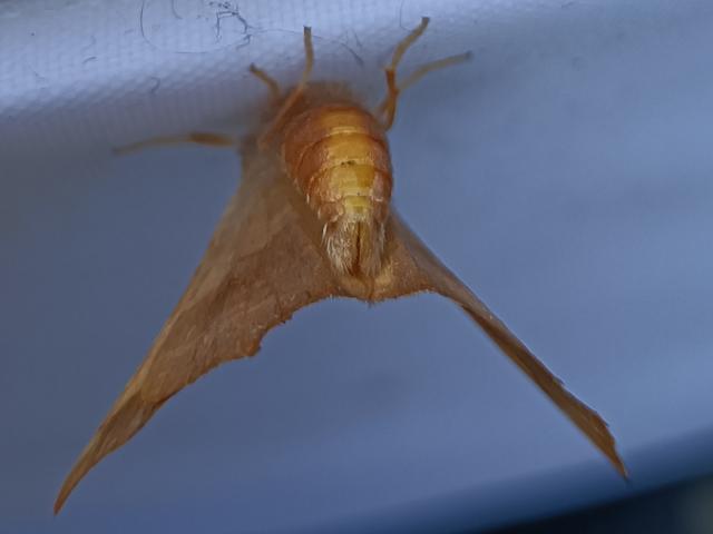 26M Thorn Moth Ann Greenizan