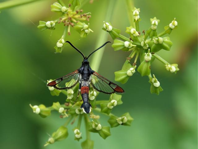 34M Red-tipped Clearwing John Furse