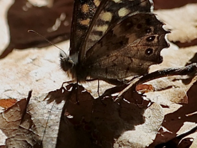 35B Speckled Wood Trevor Mayes