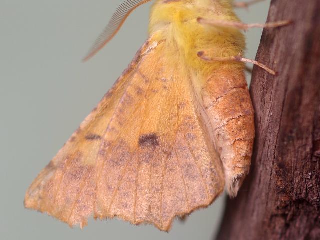 37M Canary Shouldered Thorn Moth Tony Duffey