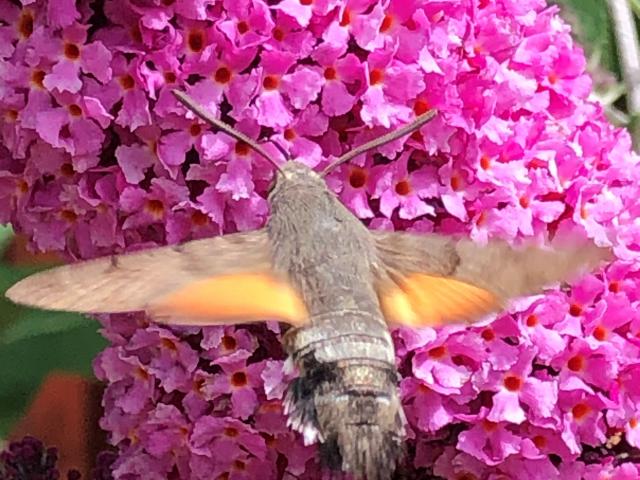 38M Hummingbird Hawk Moth David Beecroft