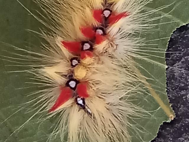 41M Sycamore Moth Caterpillar William Hampton