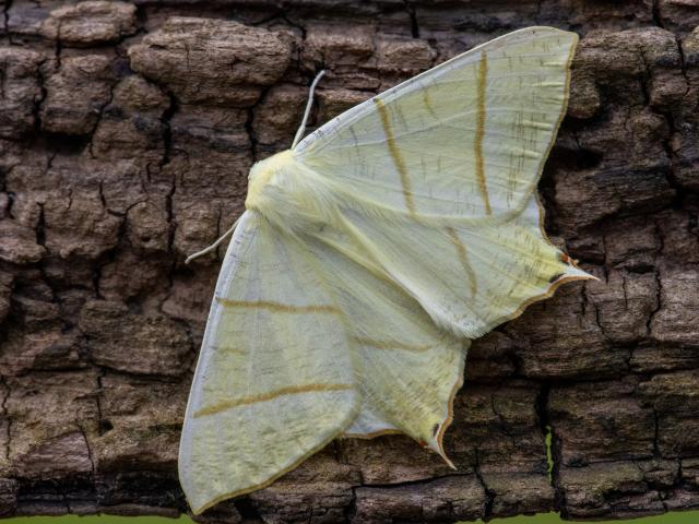 4M Swallow Tailed Moth Jon Kelf