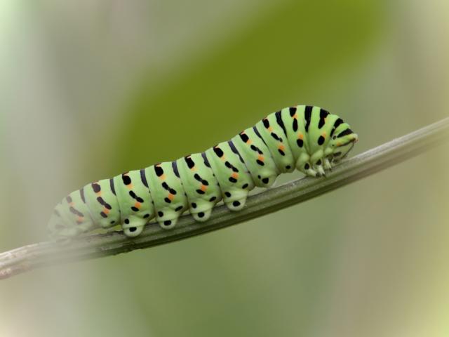 5J Swallowtail Butterfly Caterpillar Tyler Hood