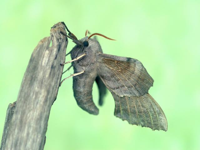 9M Poplar Hawk Moth Tony Duffey