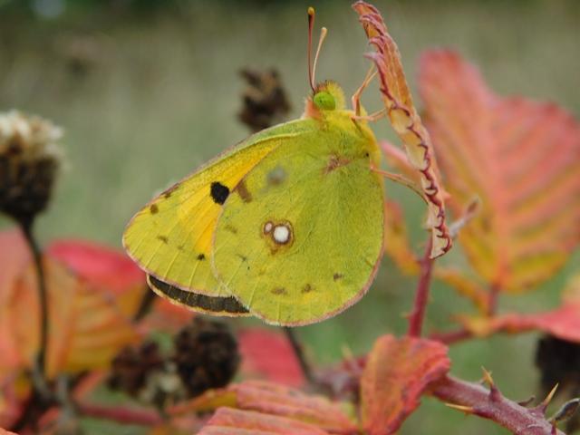 Clouded Yellow, Bircham Valley LNR, 12.9.22 (Dave Gregory)