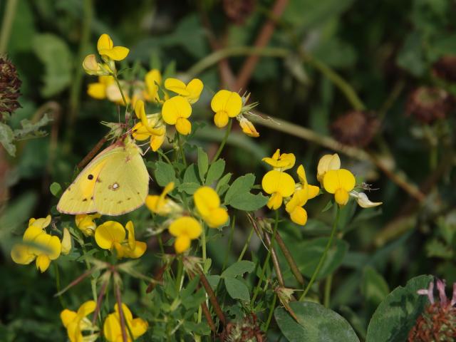 Clouded Yellow (Phil Bowler)