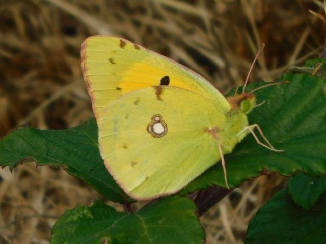 Clouded Yellow, Wenbury Coastal Path, 2.9.22 (Dave Gregory)