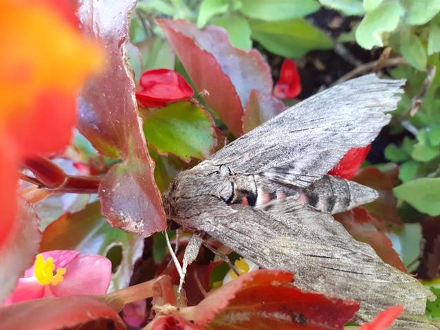 Convolvulus Hawk-moth, Garden, Plymstock, 18.9.22 (Kev & Jacki Solman)
