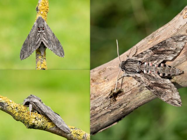 Convolvulus Hawk-moth (Mark Johnson)