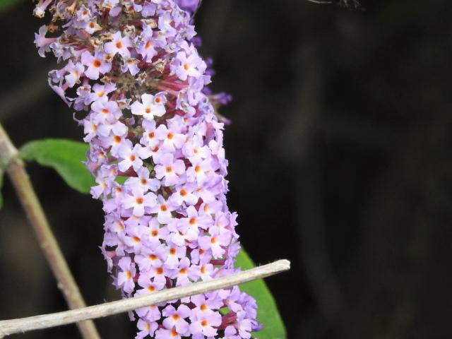 Hummingbird Hawk-moth, Berry Head, 12.9.22 (Dave Holloway)