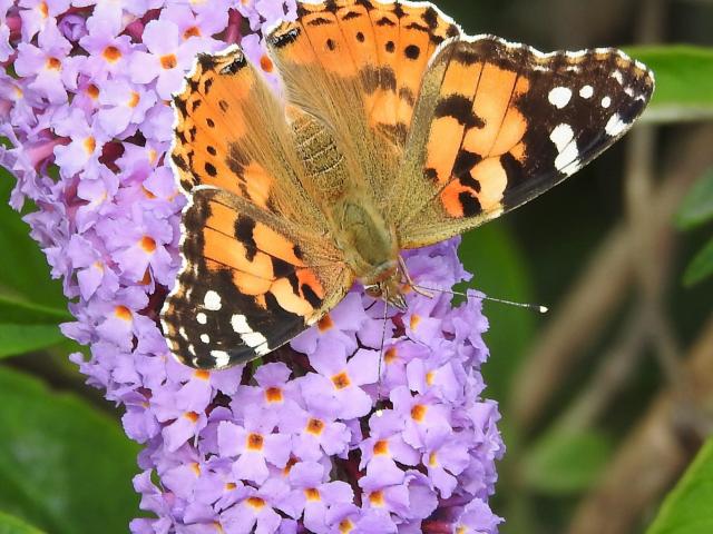 Painted Lady, Berry Head, 12.9.22 (Dave Holloway)