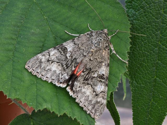 Red Underwing (Kev Armstrong)