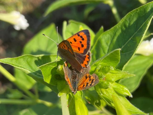Small Copper [mating pair], Garden, Paignton, 16.9.22 (Anthony Sherwood)