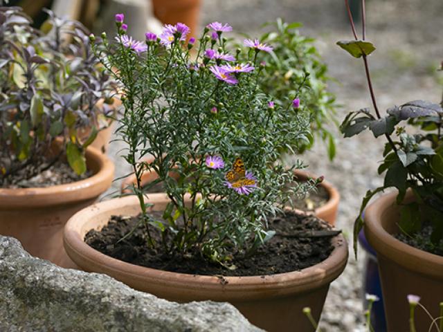 A plant pot containing Asters and a Wall butterfly nectaring on them