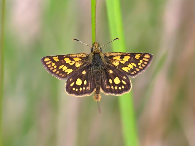 Chequered Skipper butterfly - Dave James