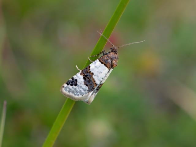 Tiree Twist moth on a blade of grass