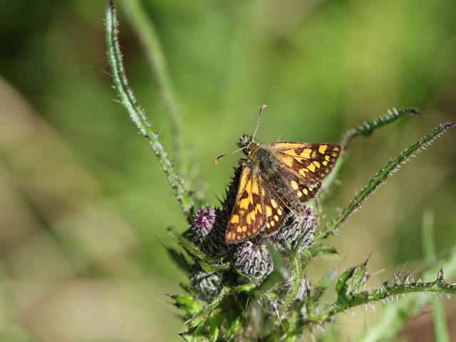 Chequered Skipper butterfly