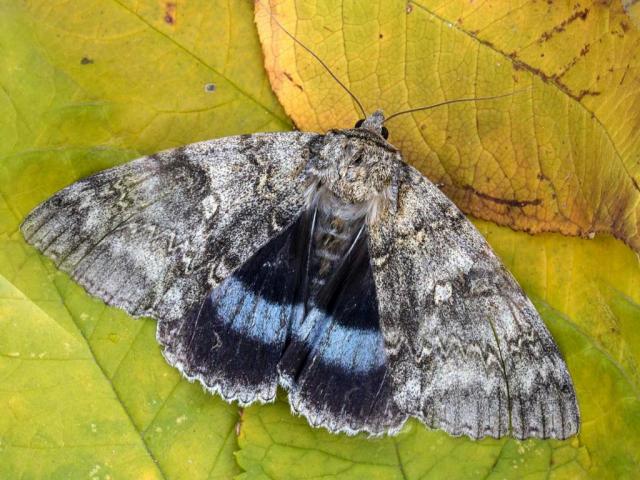 Moth with grey patterened overwing and underwing with a blue stripe sits on a leaf