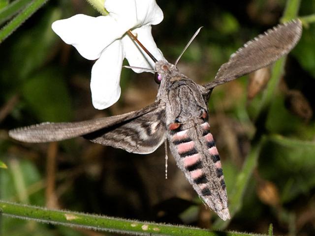 convolvulus-hawk-moth pollinating a white flower