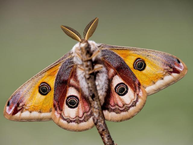 Emperor Moth, an orange furry species. It has its wings spread out showing the different shades or orange and brown.