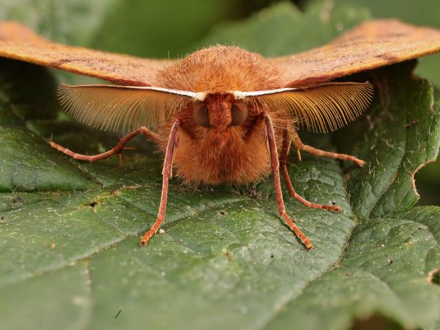 Feathered Thorn (Kev Armstrong)
