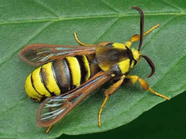 Moth that closely resembles a hornet, with yellow and black stripes down the body. It is perched on a green leaf. 