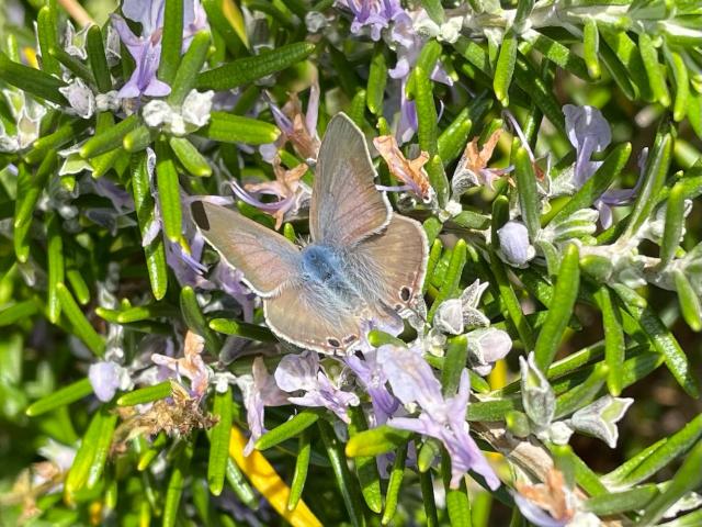 Long-tailed Blue, Garden, Abbotskerswell, 23.10.22(Amy McLeod)