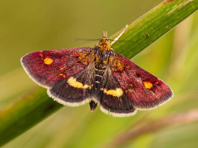 Pink moth with yellow stripes sits on a blade of grass.