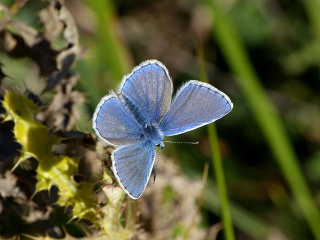 Common Blue (Dave Wright)