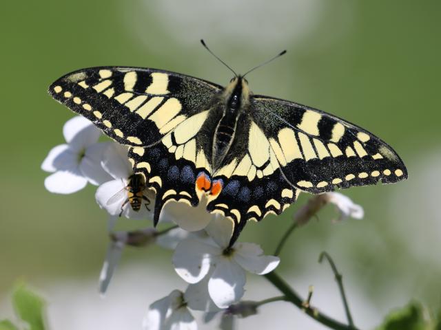 British Swallowtail butterfly on violets