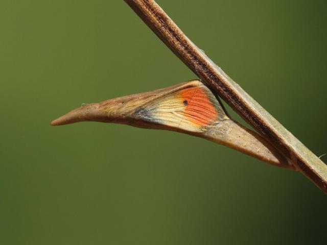 Orange-tip crysalis