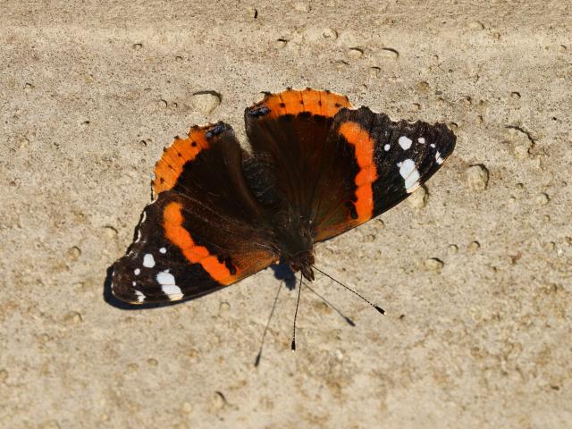 Red Admiral (Toby Ludlow)