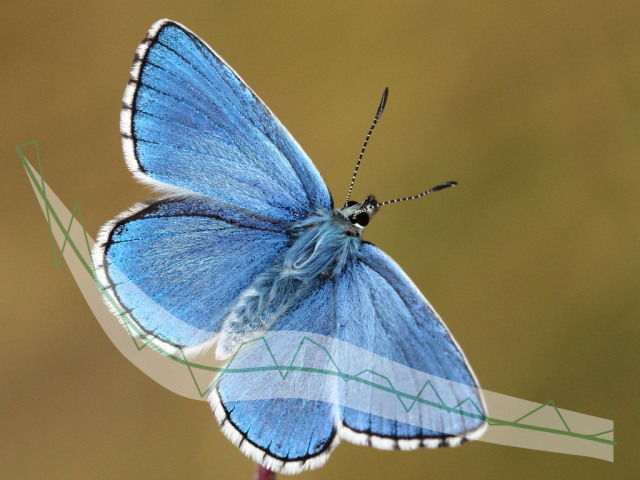 Adonis Blue butterfly - Mark Searle