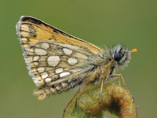 Chequered Skipper butterfly. Photo by Bob Eade