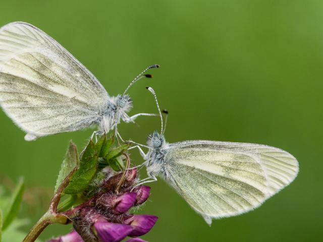 Cryptic Wood White. Photo by James O'Neill