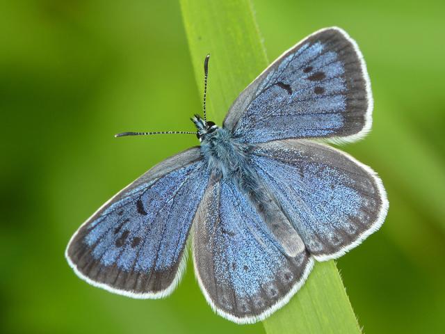 Large Blue. Photo by Neil Hulme