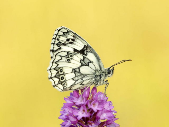 Marbled White butterfly - Iain H Leach