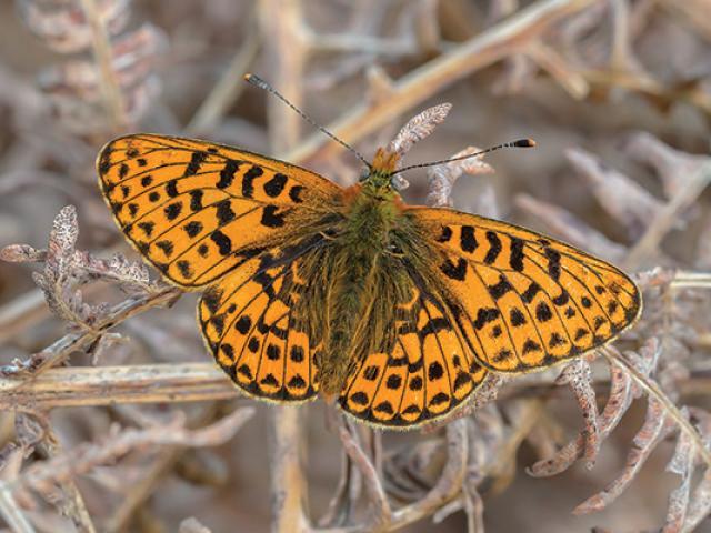 Pearl-bordered Fritillary. Photo by Barry Mills