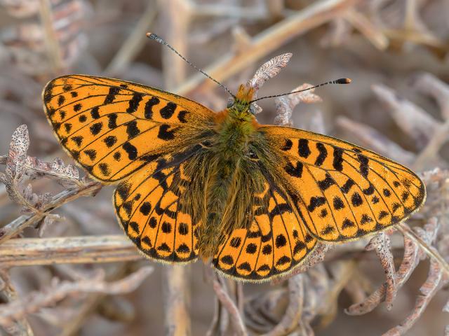 Pearl Bordered Fritillary. Photo by Barry Mills