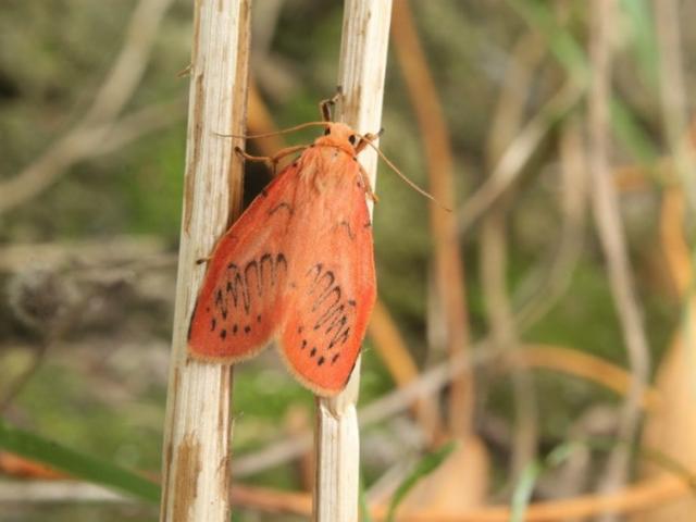 Rosy Footman, a common species amongst the forest stands
